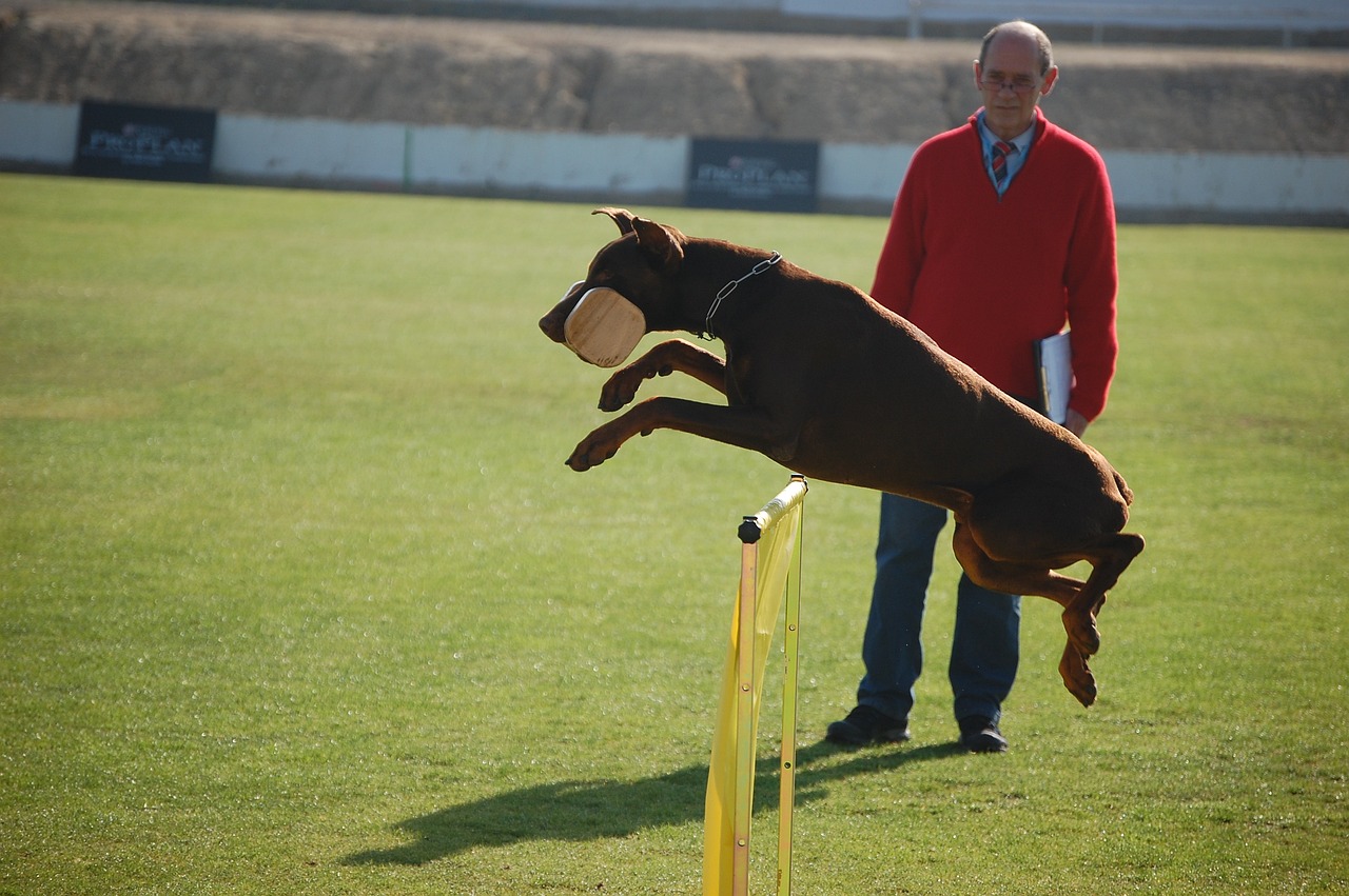 Tips for Training Multiple Pets Together